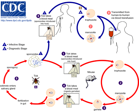 Babesia Life Cycle.From the U.S. Centers for Disease Control (CDC). More at http://www.dpd.cdc.gov/dpdx/HTML/Babesiosis.htm