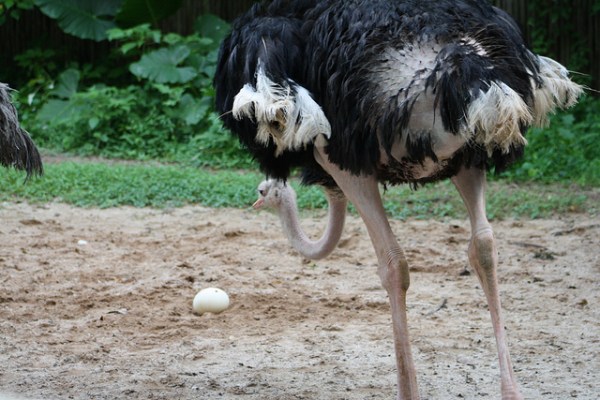 Credit: Zappy's flickr stream