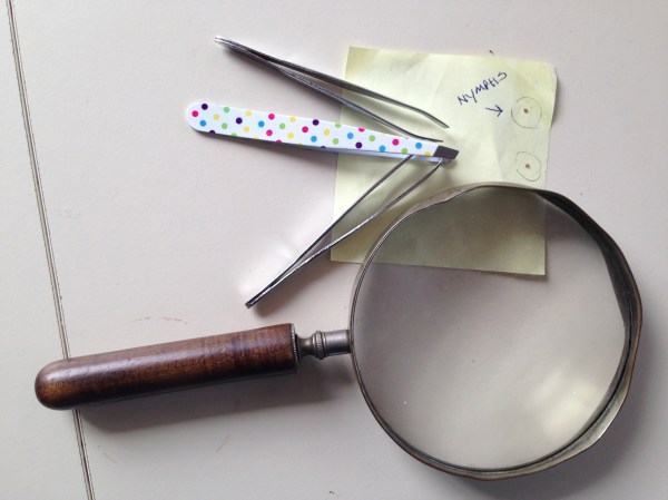 Ticks. Calvert County, Maryland. LifeLoveLyme