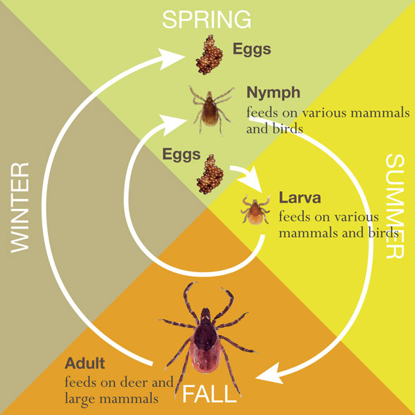 What's happening to the tick life cycle? 